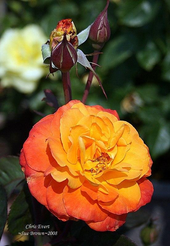 Photo of Rose (Rosa 'Chris Evert') uploaded by Calif_Sue