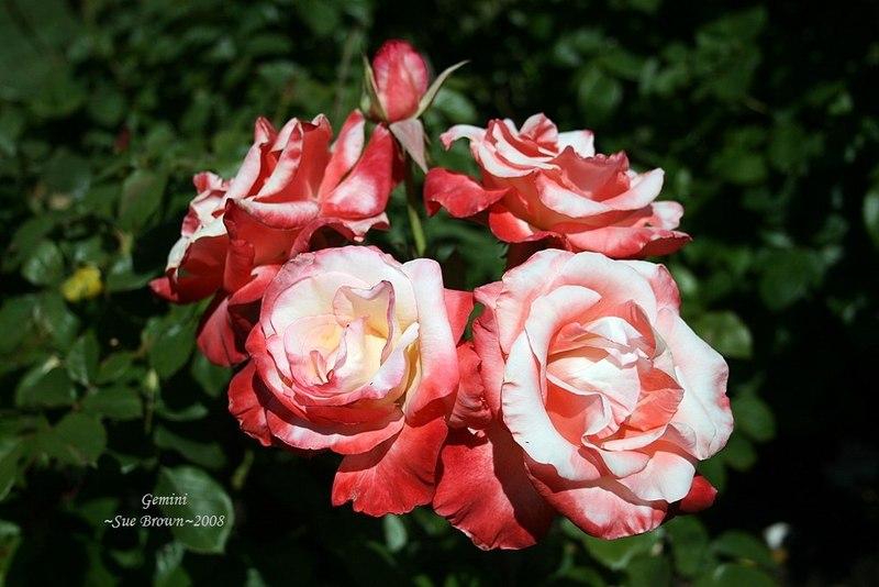 Photo of Rose (Rosa 'Gemini') uploaded by Calif_Sue