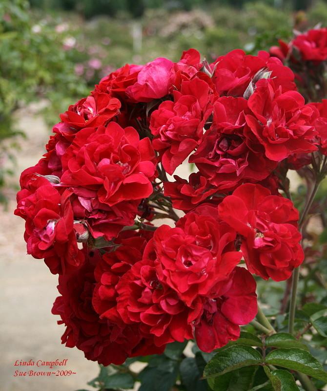 Photo of Rose (Rosa 'Linda Campbell') uploaded by Calif_Sue