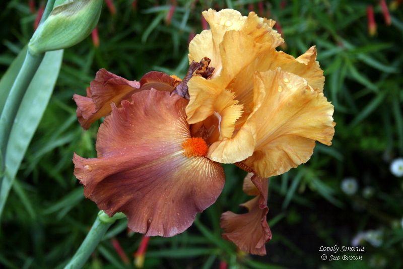 Photo of Tall Bearded Iris (Iris 'Lovely Senorita') uploaded by Calif_Sue