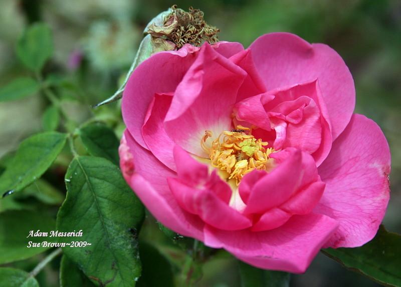 Photo of Rose (Rosa 'Adam Messerich') uploaded by Calif_Sue