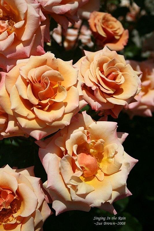 Photo of Floribunda Rose (Rosa 'Singin' in the Rain') uploaded by Calif_Sue