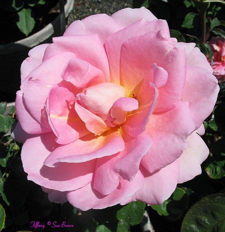 Photo of Hybrid Tea Rose (Rosa 'Tiffany') uploaded by Calif_Sue