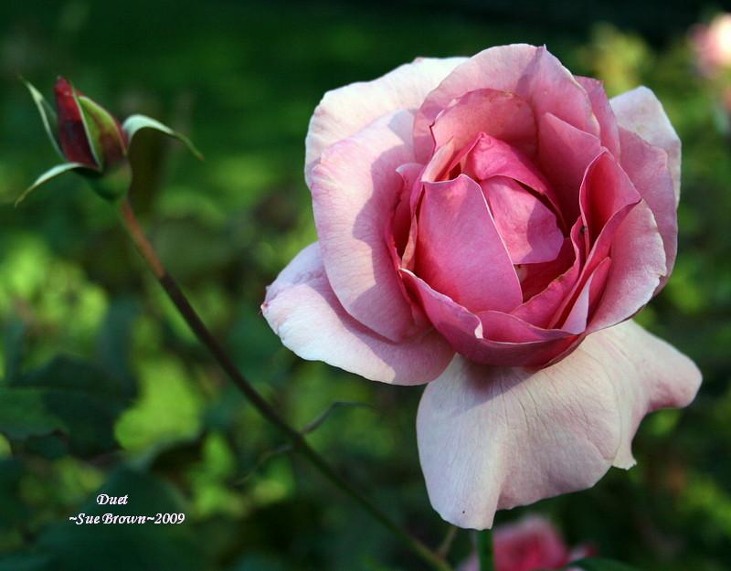 Photo of Rose (Rosa 'Duet') uploaded by Calif_Sue