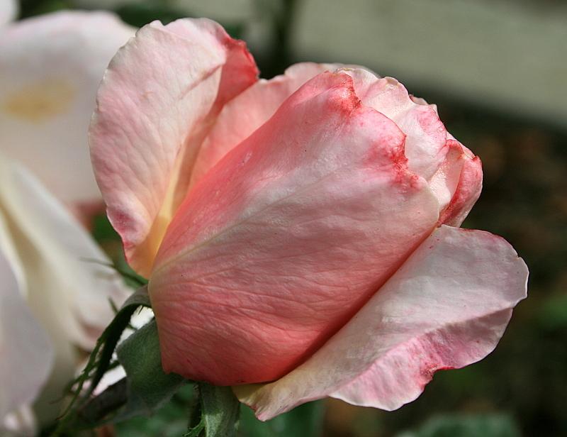 Photo of Rose (Rosa 'Audrey Hepburn') uploaded by Calif_Sue