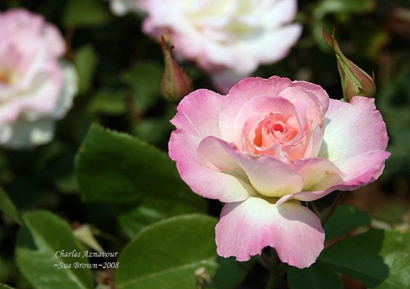 Photo of Rose (Rosa 'Charles Aznavour') uploaded by Calif_Sue