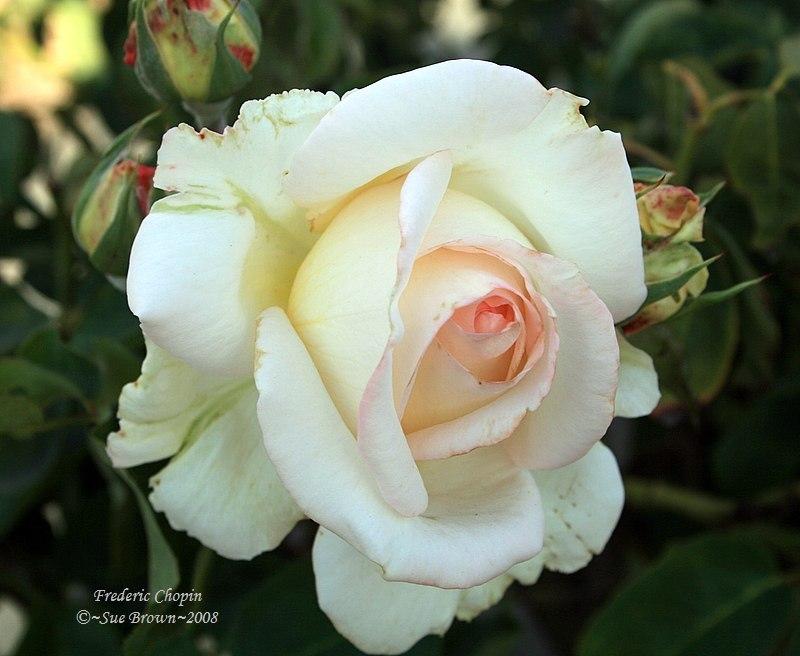 Photo of Rose (Rosa 'Frederyk Chopin') uploaded by Calif_Sue