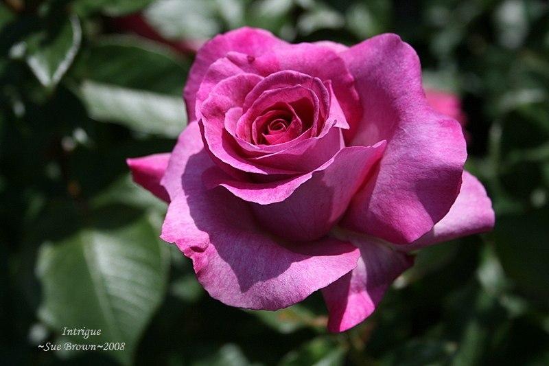 Photo of Rose (Rosa 'Intrigue') uploaded by Calif_Sue