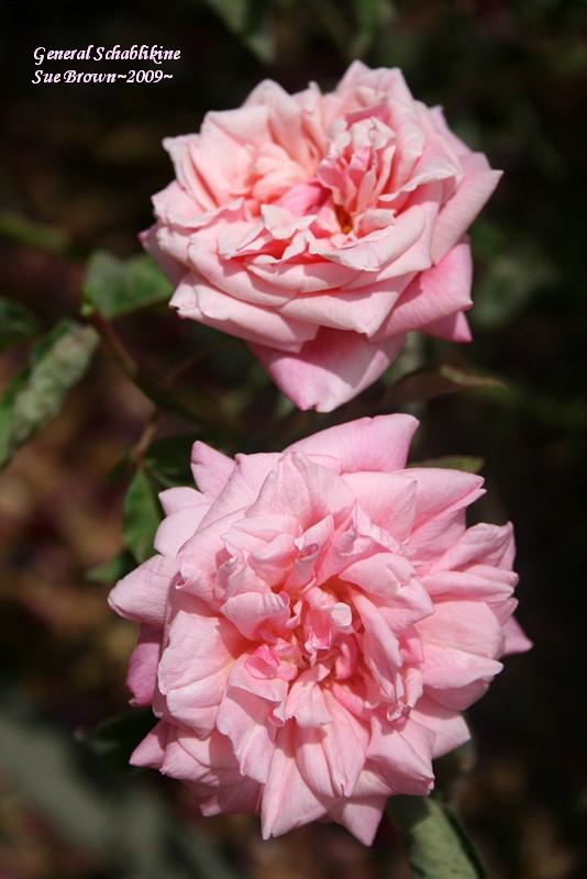 Photo of Rose (Rosa 'General Schablikine') uploaded by Calif_Sue