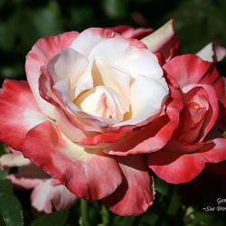 
San Jose Municipal Rose Garden, CA.