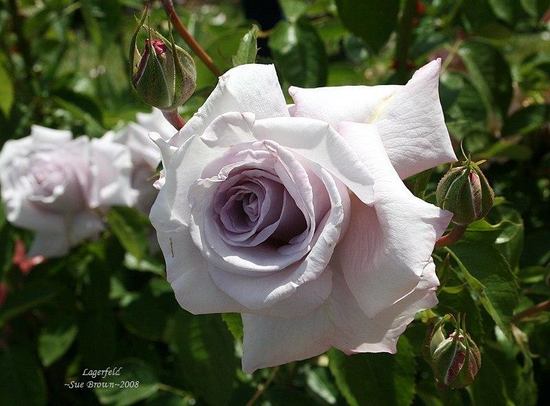 Photo of Rose (Rosa 'Lagerfeld') uploaded by Calif_Sue