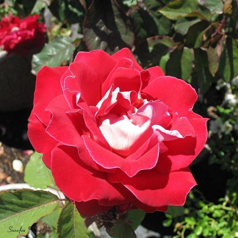 Photo of Rose (Rosa 'Snowfire') uploaded by Calif_Sue