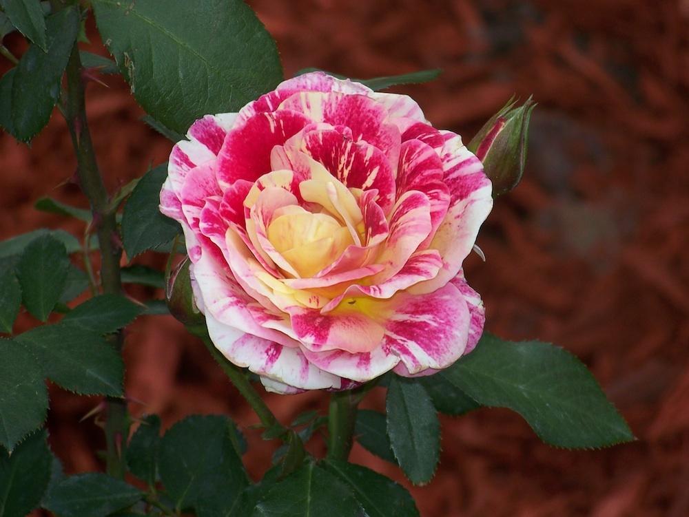 Photo of Rose (Rosa 'George Burns') uploaded by Skiekitty