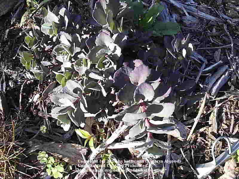 Photo of Stonecrop (Hylotelephium maximum subsp. maximum 'Bertram Anderson') uploaded by kathy_ann