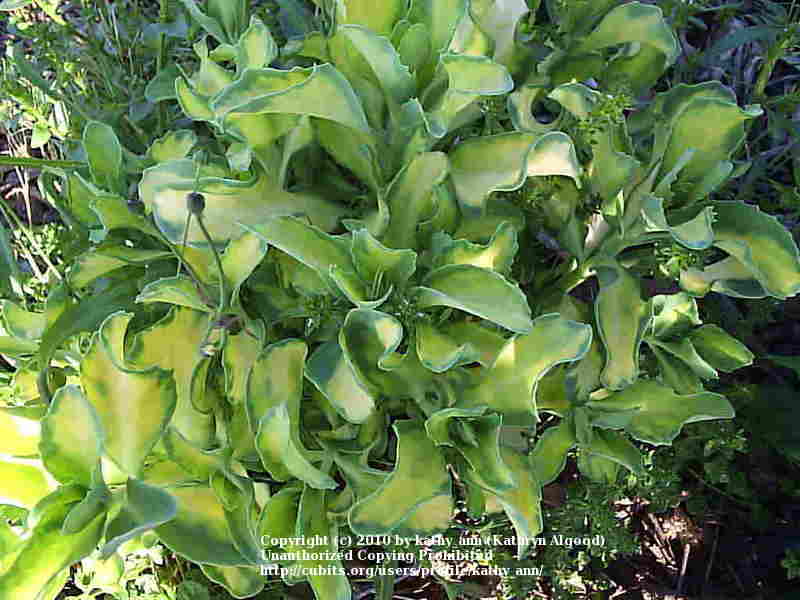 Photo of Garden Stonecrop (Hylotelephium erythrostictum 'Mediovariegatum') uploaded by kathy_ann
