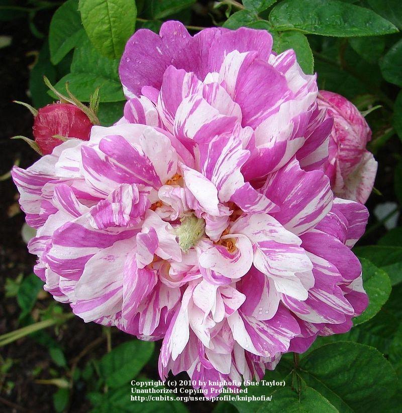 Photo of Rose (Rosa 'Camaieux') uploaded by kniphofia