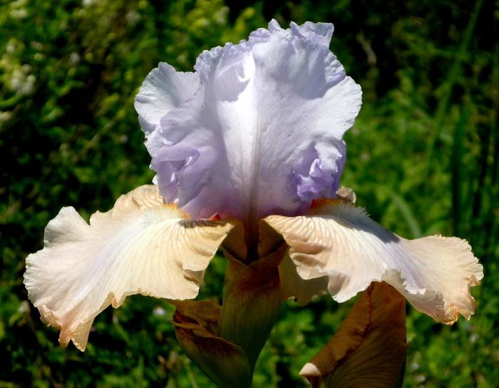 Photo of Tall Bearded Iris (Iris 'Passing Clouds') uploaded by patrob