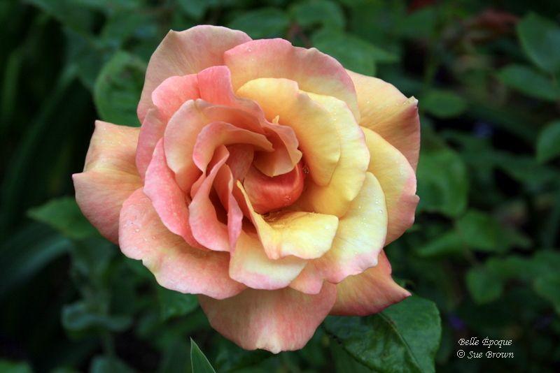 Photo of Rose (Rosa 'Belle Epoque') uploaded by Calif_Sue