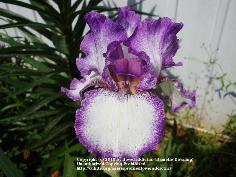 Photo of Tall Bearded Iris (Iris 'Mariposa Autumn') uploaded by floweraddictnc