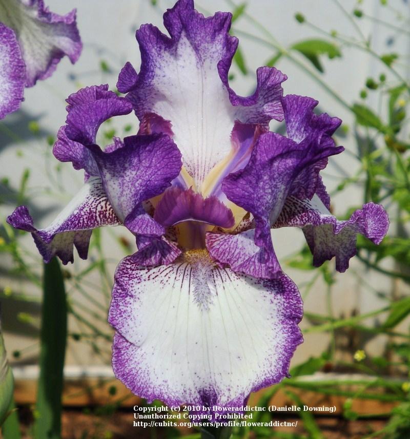 Photo of Tall Bearded Iris (Iris 'Mariposa Autumn') uploaded by floweraddictnc