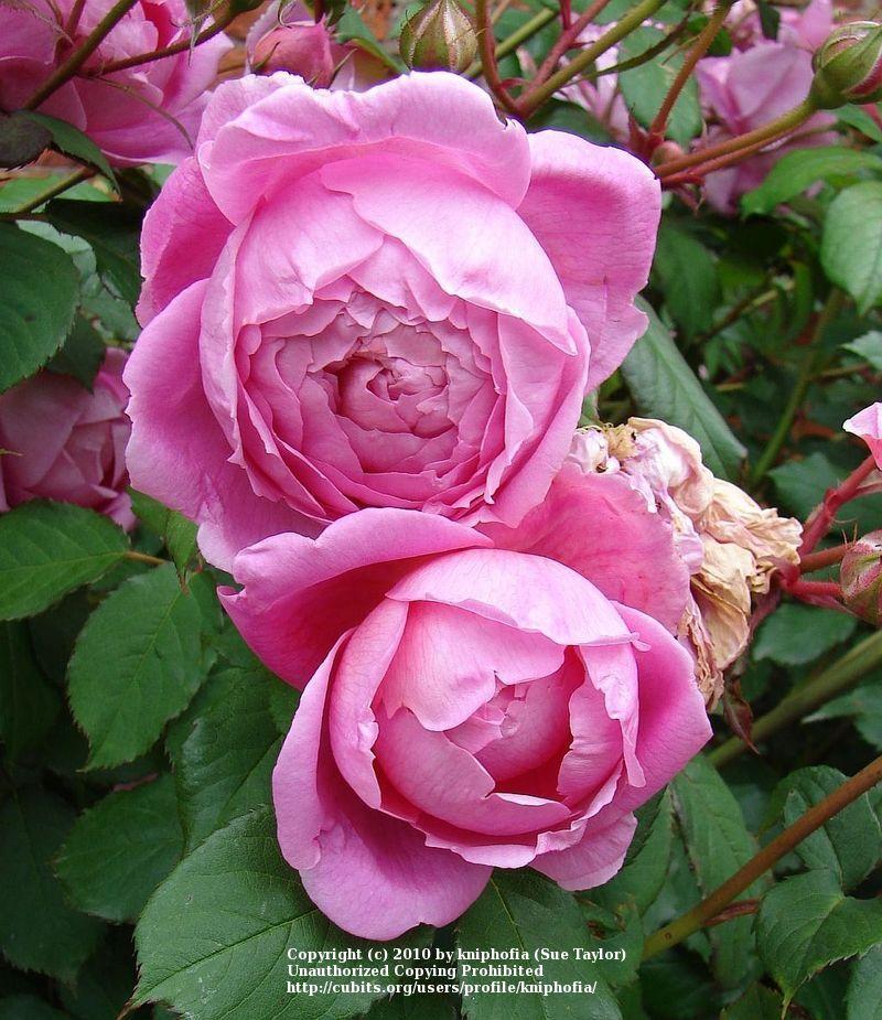 Photo of Rose (Rosa 'Alan Titchmarsh') uploaded by kniphofia