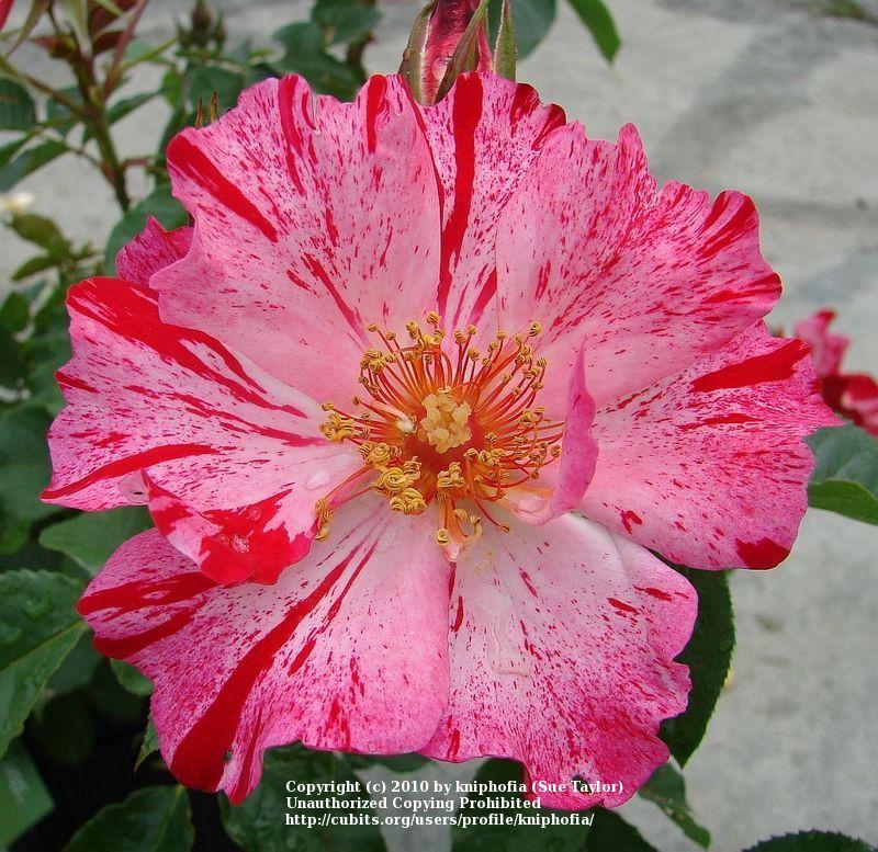 Photo of Large-Flowered Climbing Rose (Rosa 'Fourth of July') uploaded by kniphofia