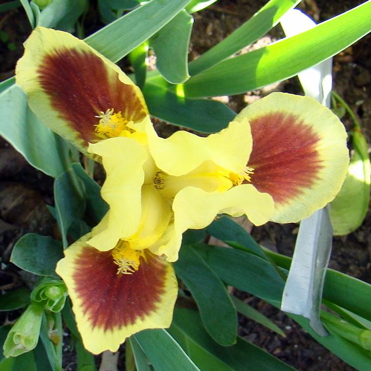 Photo of Standard Dwarf Bearded Iris (Iris 'Splash of Red') uploaded by stilldew