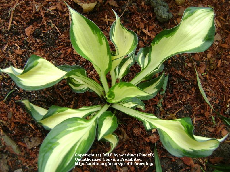 Photo of Hosta 'Fire and Ice' uploaded by weeding
