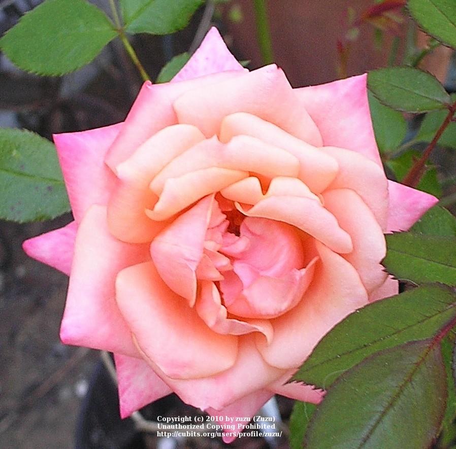Photo of Rose (Rosa 'Sweet Revenge') uploaded by zuzu