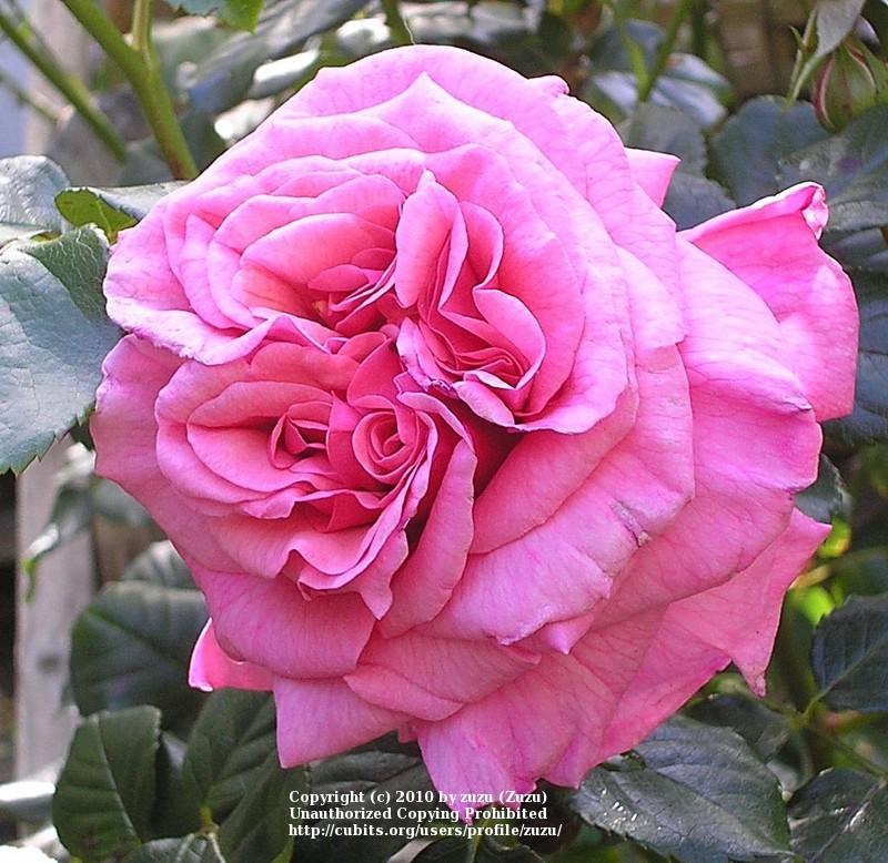 Photo of Rose (Rosa 'Aloha') uploaded by zuzu