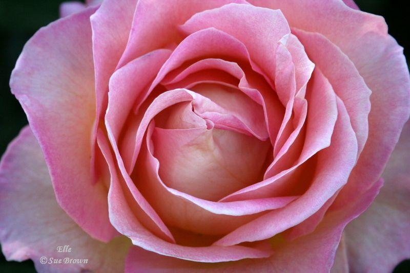 Photo of Rose (Rosa 'Elle') uploaded by Calif_Sue