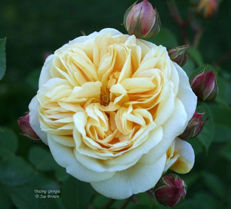 Photo of Rose (Rosa 'Teasing Georgia') uploaded by Calif_Sue