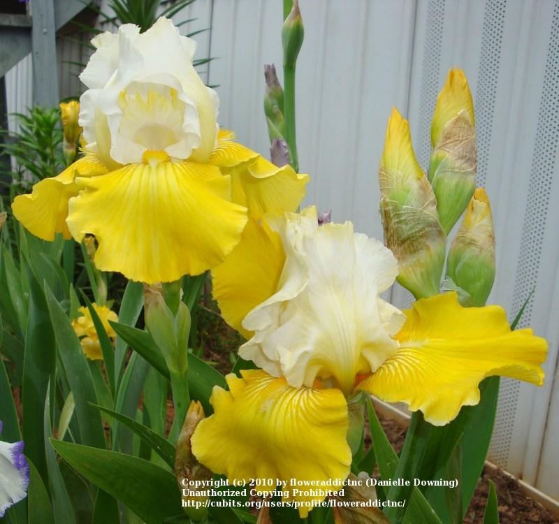 Photo of Tall Bearded Iris (Iris 'Neutron Dance') uploaded by floweraddictnc