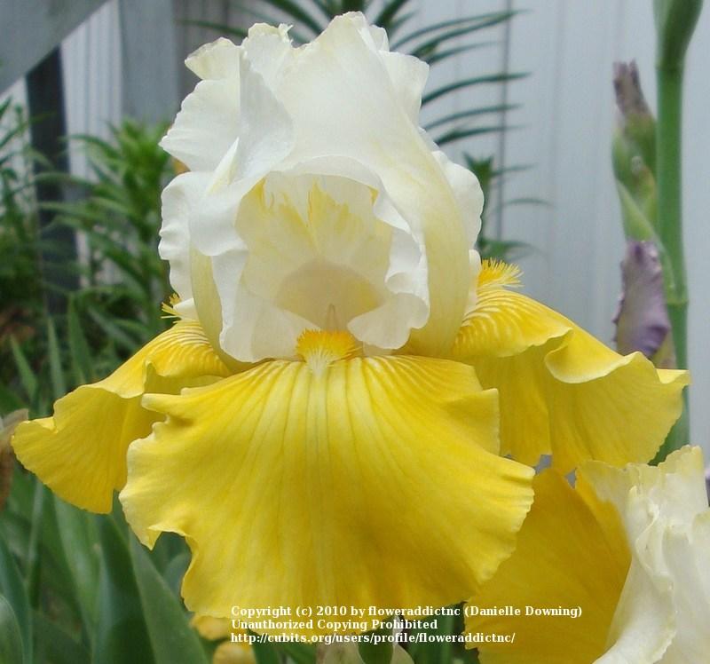 Photo of Tall Bearded Iris (Iris 'Neutron Dance') uploaded by floweraddictnc