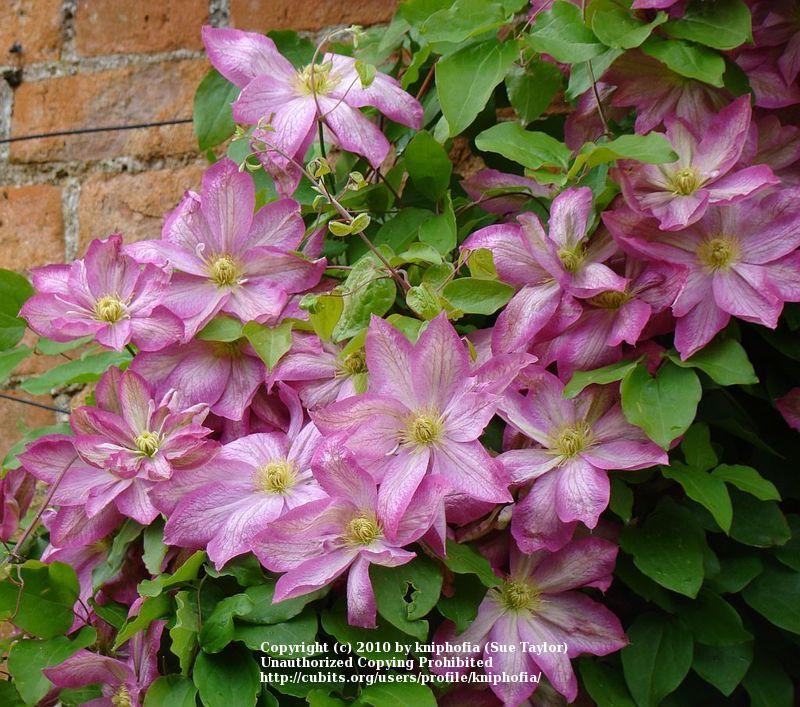Photo of Clematis 'Asao' uploaded by kniphofia