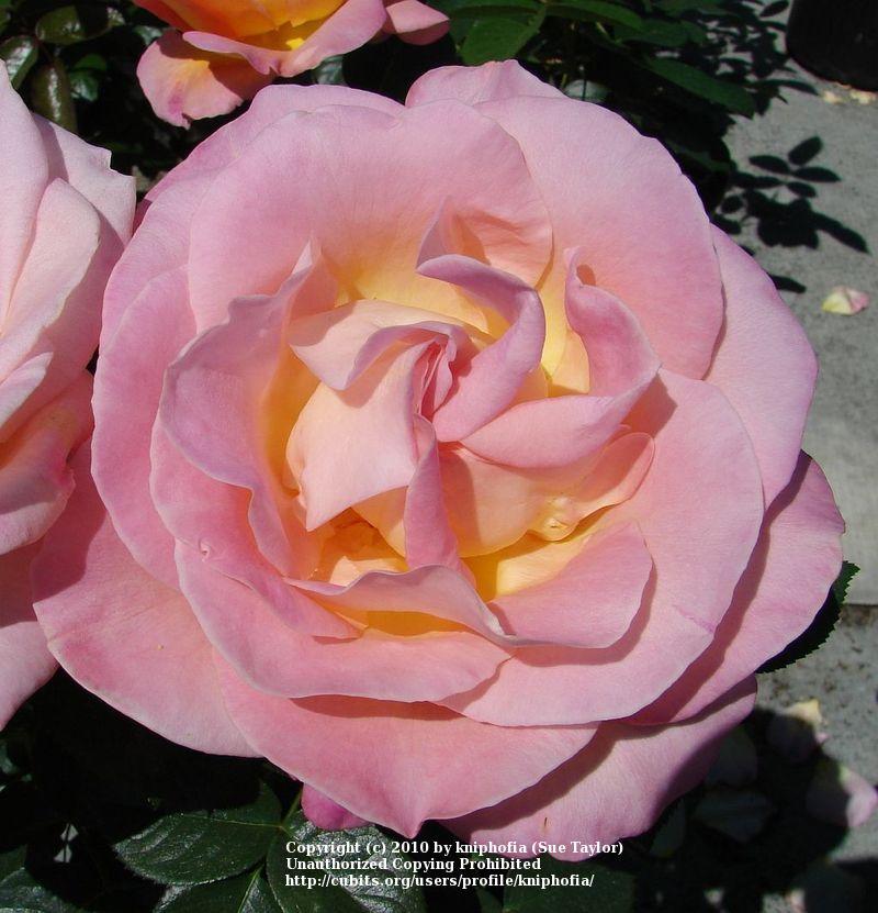 Photo of Rose (Rosa 'Elle') uploaded by kniphofia