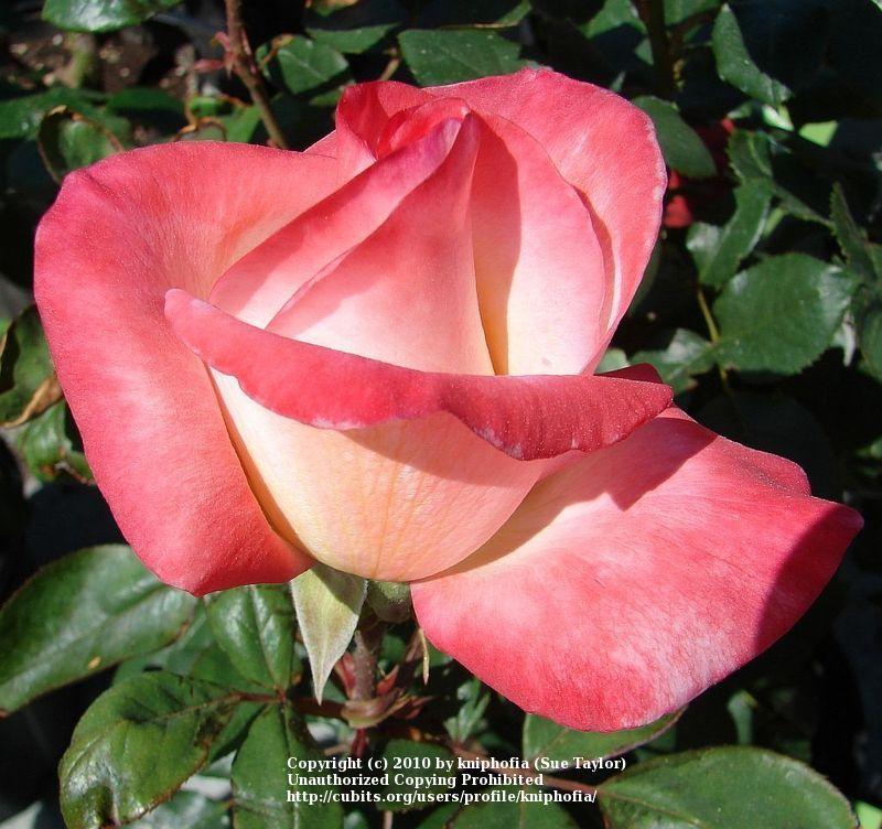 Photo of Rose (Rosa 'Gemini') uploaded by kniphofia