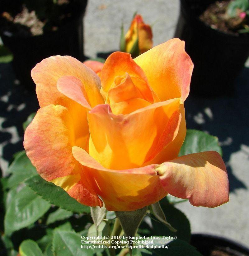 Photo of Rose (Rosa 'Gold Medal') uploaded by kniphofia