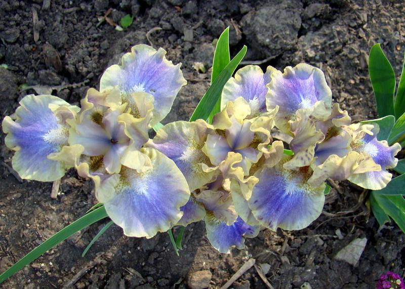 Photo of Standard Dwarf Bearded Iris (Iris 'Leopard Print') uploaded by stilldew