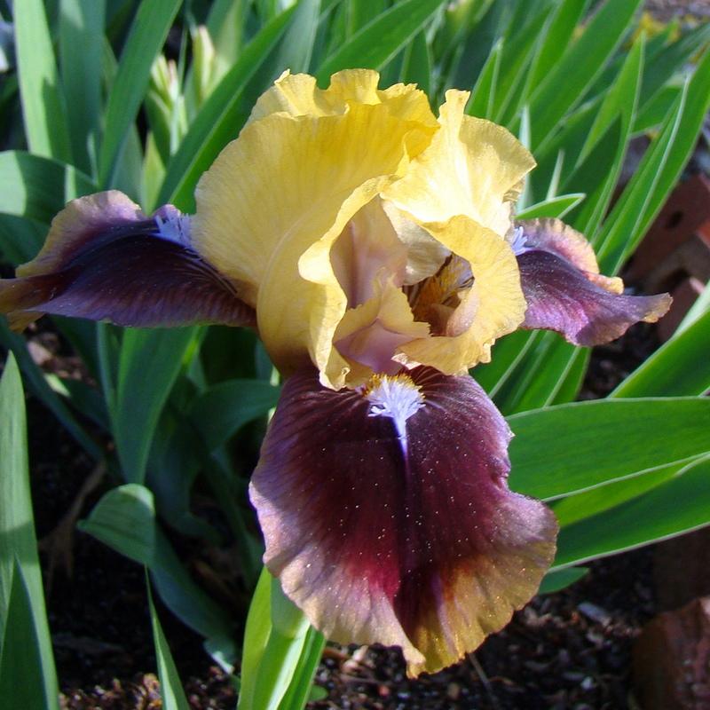 Photo of Standard Dwarf Bearded Iris (Iris 'Being Busy') uploaded by stilldew