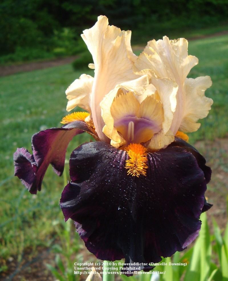 Photo of Tall Bearded Iris (Iris 'Secret Service') uploaded by floweraddictnc