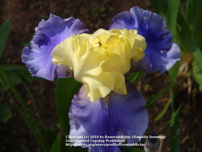 Photo of Tall Bearded Iris (Iris 'Edith Wolford') uploaded by floweraddictnc