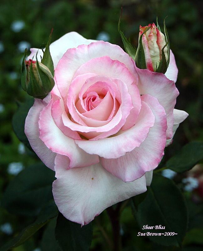 Photo of Rose (Rosa 'Sheer Bliss') uploaded by Calif_Sue