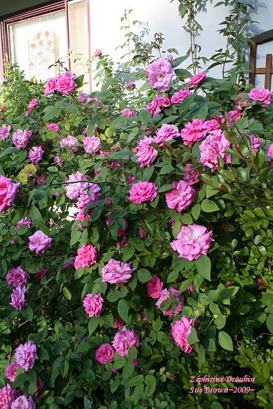 Photo of Rose (Rosa 'Zephirine Drouhin') uploaded by Calif_Sue