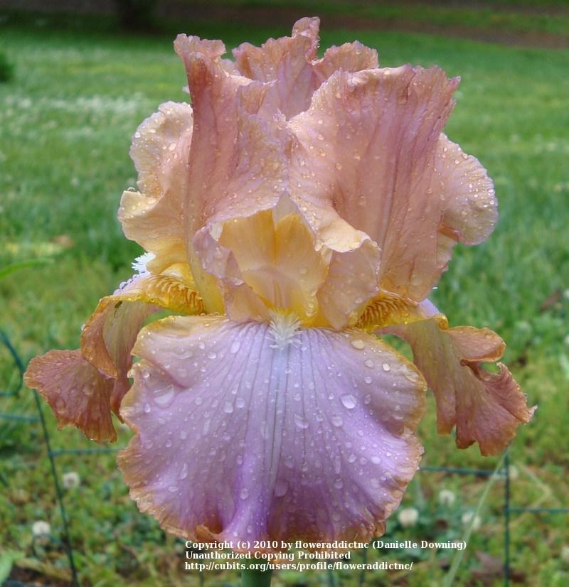 Photo of Tall Bearded Iris (Iris 'Afternoon Delight') uploaded by floweraddictnc