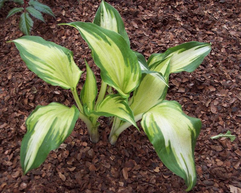 Photo of Hosta 'Sno Cone' uploaded by kaylyred