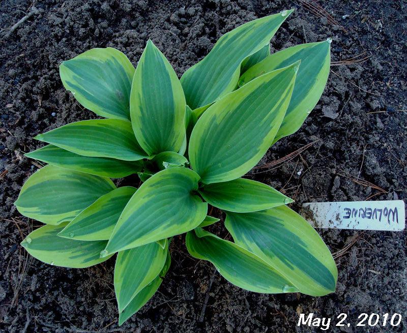 Photo of Hosta 'Wolverine' uploaded by tcs1366