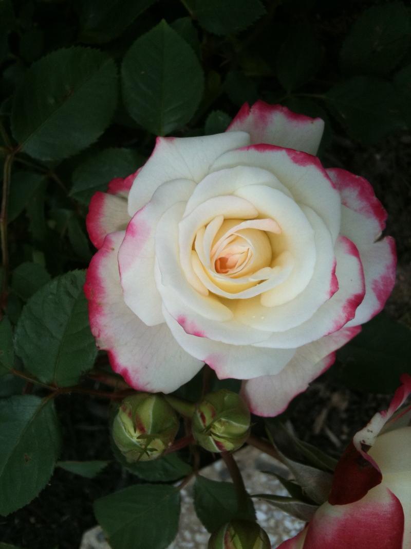 Photo of Rose (Rosa 'Cherry Parfait') uploaded by Peonies