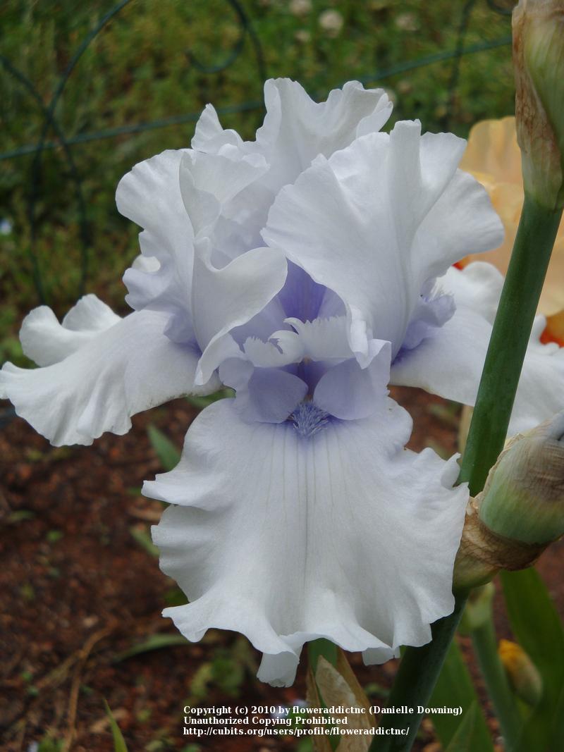Photo of Tall Bearded Iris (Iris 'Winter Waltz') uploaded by floweraddictnc