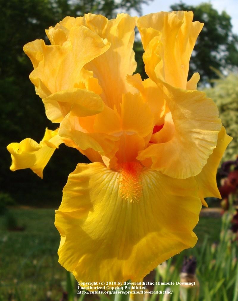 Photo of Tall Bearded Iris (Iris 'Tumalo Sunset') uploaded by floweraddictnc